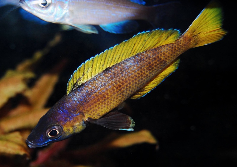 Cyprichromis sp. 'brilliant jumbo' Kitumba